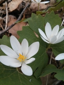 bloodroot